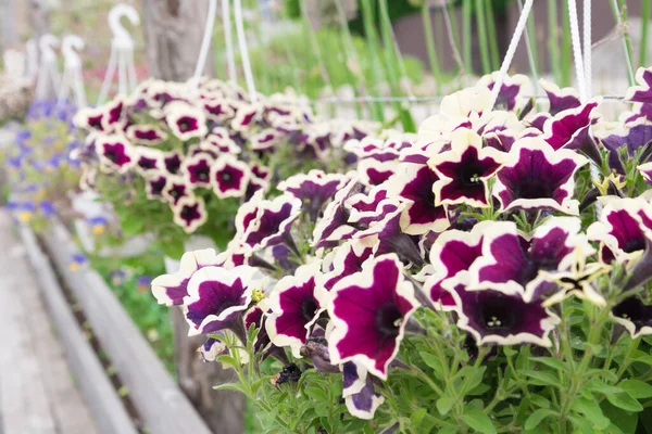 Petunia växt, blommor närbild. Växten är upphängd i en blomkruka — Stockfoto