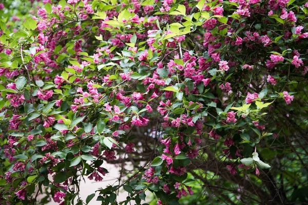 Grön buske med ljusa rosa blommor. Stora vackra weigela blommor — Stockfoto