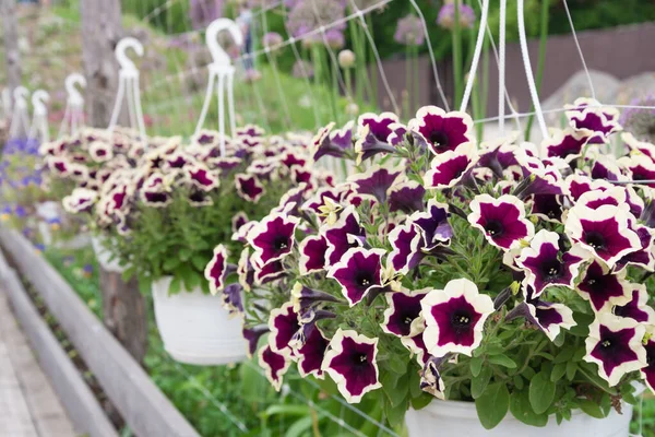 Petunia växt, blommor närbild. Växten är upphängd i en blomkruka — Stockfoto