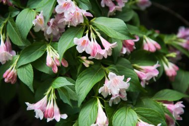 Parlak pembe çiçekli yeşil çalı. Büyük, güzel Weigela çiçekleri