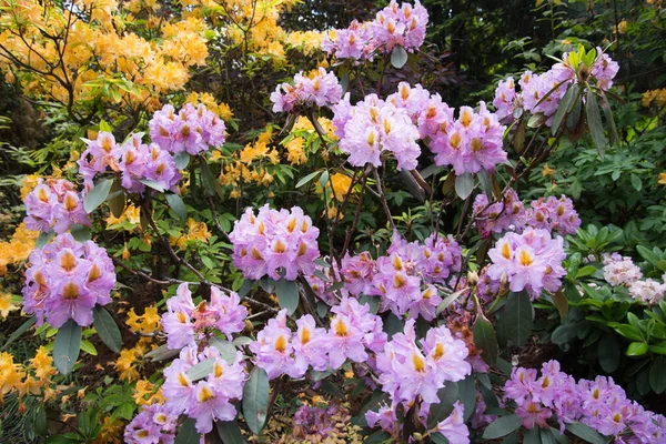 繊細なピンクのシャクナゲの花。緑の葉を背景に花を咲かせます。 — ストック写真