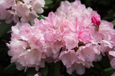 Narin pembe rhododendron çiçeği. Yeşil yapraklı arka planda çiçekler