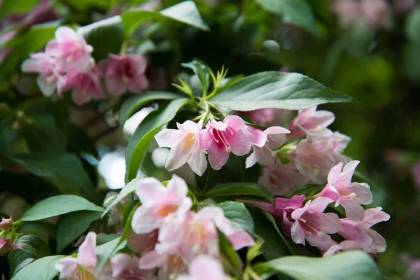 明るいピンクの花と緑の茂み。大きな美しいワイゲラの花 — ストック写真