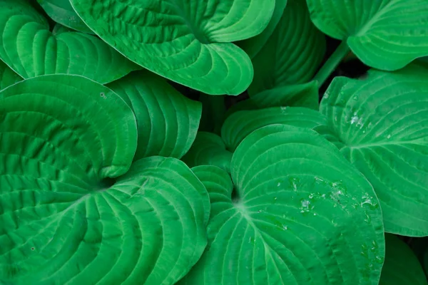 Gros plan des grandes feuilles vertes des hôtes. Plante de couleur riche, texture de fond — Photo