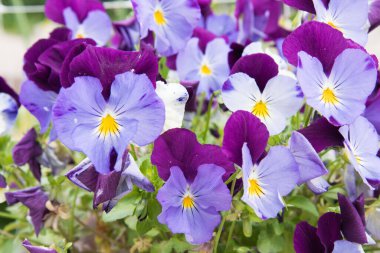 Açık alanda narin çiçekler bir çiçek tarlasında yetişir. Sarı-mavi çiçekler