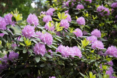 Rododendron 'un leylak çiçekleri. Büyük güzel çiçekler, arka plan ve doku