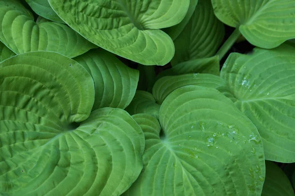 숙주의 커다란 녹색 잎을 클로즈업한 것입니다. 풍부 한 색깔, 배경 감촉 식물 — 스톡 사진
