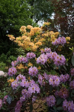 Büyük pembe rhododendron çiçekleri. Güzel bir yeşil bitki