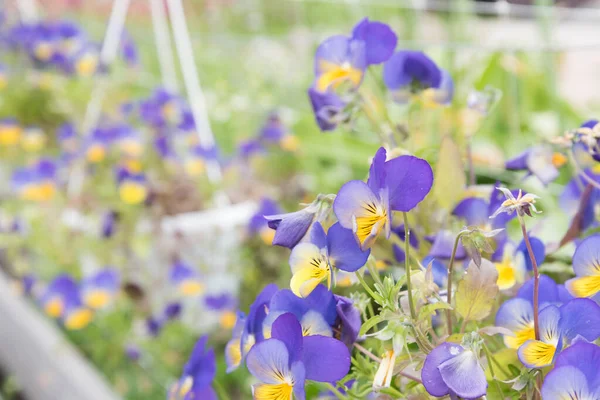 Delikata blommor på det öppna fältet vÃ ¤xer i en rabatt. Gulblåa blommor — Stockfoto