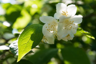 Beyaz yasemin çiçeği yaklaş. Çiçek, güneş ışınlarıyla aydınlanır.