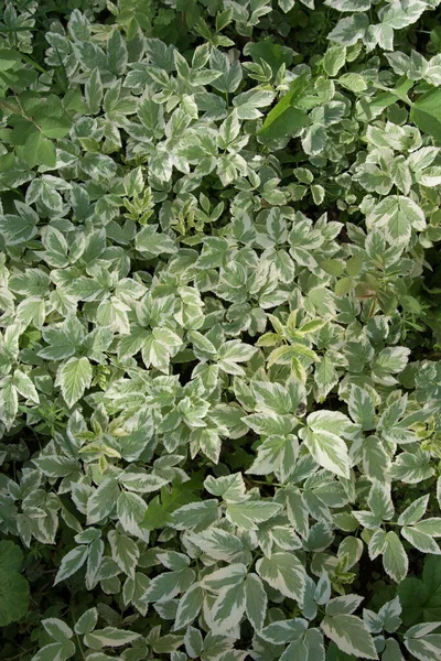 Hintergrund aus Blättern. Die buntgefärbten, weiß-grünen Blätter der Pflanze laufen. Hintergrund, Textur — Stockfoto