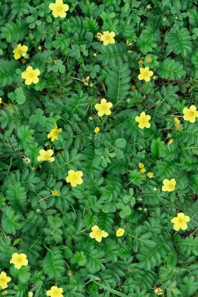 View from above. A carpet of leaves and flowers. Yellow flowers of Potentilla. Background, texture — Stock Photo, Image