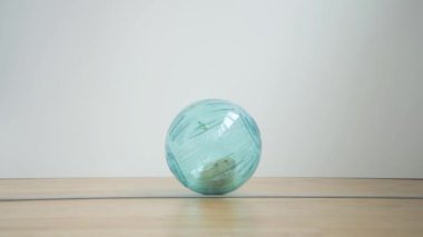 Hamster plastik bir top içinde yürür. Kedi hamsterı izliyor. Tehlike konsepti. Güvenlik kavramı
