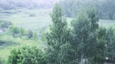 Şiddetli bir kasırga uzun yeşil ağaçları sallar. Huş ağaçları güçlü bir rüzgarın altında sallanır.