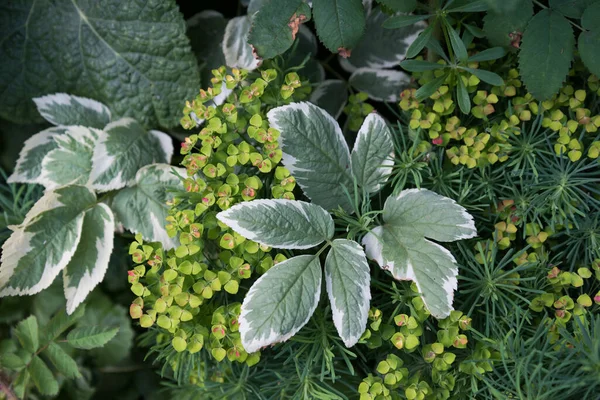 葉からの背景。植物の斑入りの白緑色の葉が実行されます。背景、質感 — ストック写真