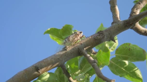 Video con el sonido de una cigarra cantando. Un insecto se sienta en una rama de árbol en un día soleado. Una brisa ligera balancea el árbol. La cigarra canta — Vídeos de Stock