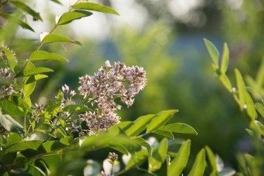 Güneşin sıcacık arka ışığında güzel pembe bir cilt rengi. Yaz pozitif kartpostal