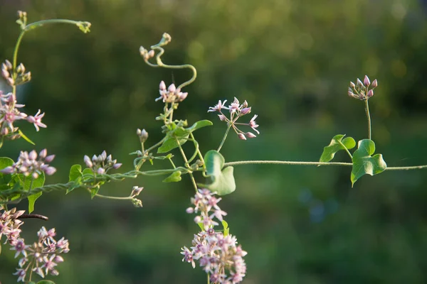 En vacker rosa blomstÃ ¤llning i den varma bakgrundsbelysning av solen. Sommarpositiva vykort — Stockfoto