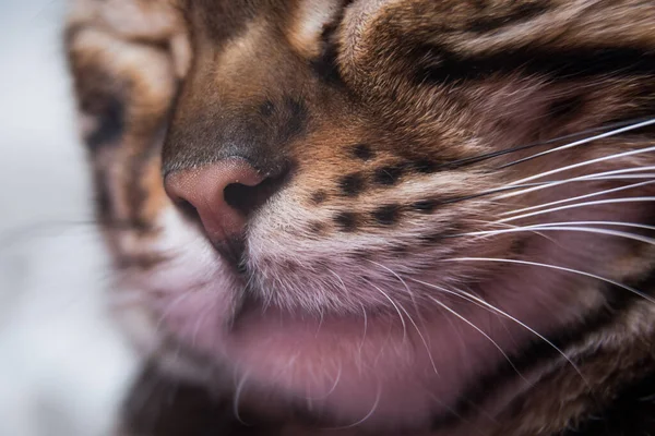 Close-up de um focinho de gatos. O bigode e a lã são claramente visíveis. Close-up do nariz — Fotografia de Stock