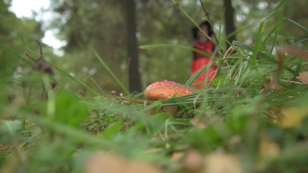 Відьма гуляє лісом, шукаючи мухоловку. Відьма знайшла отруйний гриб, була в захваті і зірвала його. Аманіта за зілля відьом — стокове відео