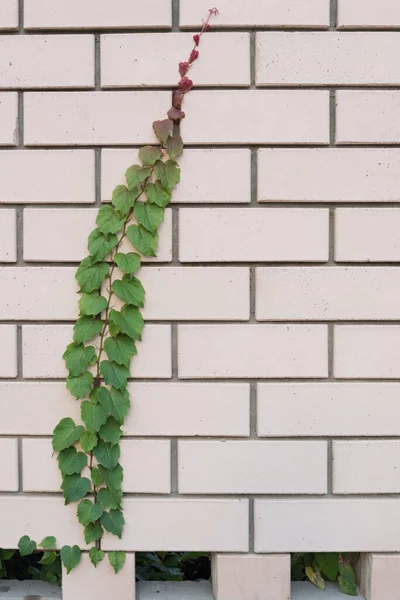 Скелелазіння рослина піднімає цегляну стіну. Поняття любові життя і адаптивності — стокове фото