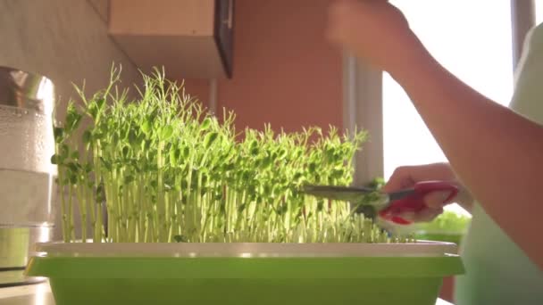 Il bambino mangia microverdi con piacere. Il bambino taglia i microverdi dei piselli con le forbici e mangia immediatamente. Buon appetito concetto. Concetto di cibo sano. Un sacco di vitamine e benefici — Video Stock