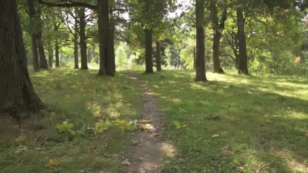 Forêt d'automne. Soudain, une sorcière court devant la caméra. Une sorcière dans une tenue d'Halloween avec un chapeau noir court rapidement et se cache — Video