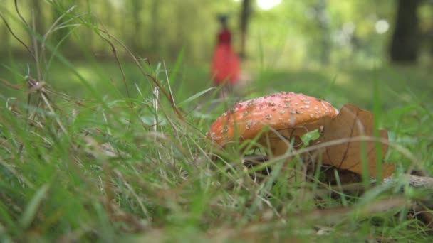 Czarownica przechadza się po lesie szukając muchy agaric. Wiedźma znalazła trujący grzyb, była zachwycona i wyrwała go. Amanita za eliksir czarownic. — Wideo stockowe