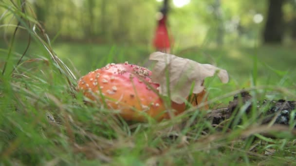 Čarodějnice kráčí lesem a hledá mouchu agarickou. Čarodějnice našla jedovatou houbu, byla nadšená a škubla ji. Amanita na lektvar čarodějnic — Stock video