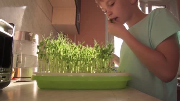 El niño come microgreens con placer. El niño corta los microgreens de los guisantes con tijeras y come inmediatamente. Buen concepto del apetito. Concepto de comida saludable. Muchas vitaminas y beneficios — Vídeo de stock