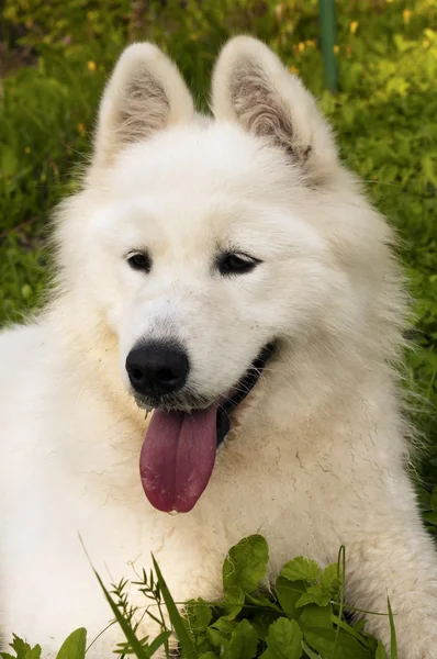samoyed dog