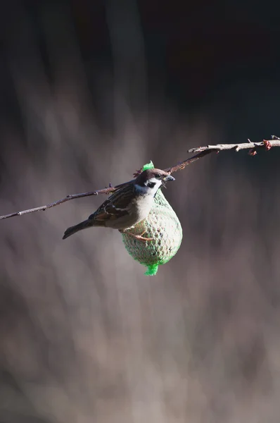 The European sparrow — Stock Photo, Image