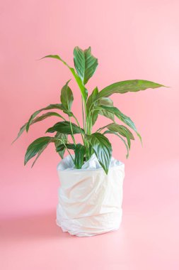 Pembe arka planda plastik beyaz bir torba içinde ev bitkisi. Plastik kullanma ve geri dönüşüm kavramı.
