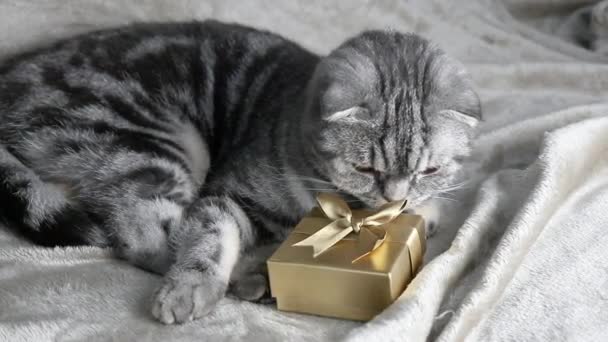 Ιδέα Δώρων Για Κατοικίδια Μια Γκρι Scottish Fold Γάτα Βρίσκεται — Αρχείο Βίντεο