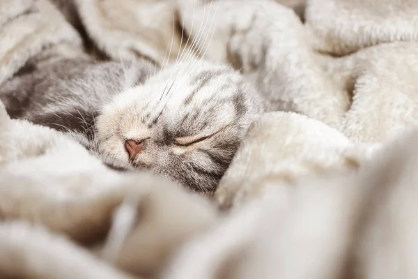 Gato Gris Escocés Duerme Sobre Una Manta Concepto Confort Hogar — Foto de Stock