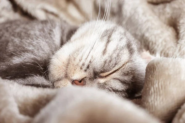 Gatto Grigio Scozzese Dorme Una Coperta Concetto Comfort Domestico Animali — Foto Stock