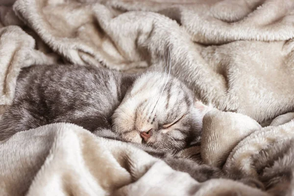 Chat Pliant Écossais Gris Dort Sur Une Couverture Concept Confort — Photo