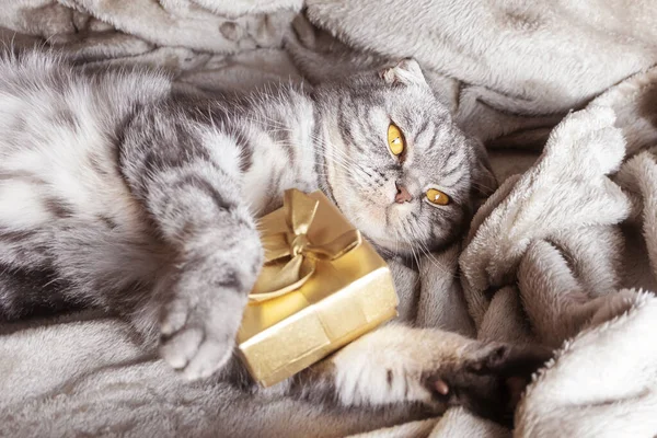 Eine Goldfarbene Geschenkschachtel Grau Schwarzen Katzenpfoten Das Konzept Der Geschenke — Stockfoto