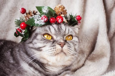 Kafasında Noel çelengi olan sarı gözlü komik bir İskoç kedisi battaniyenin üzerinde oturuyor. Yeni yıl ve Noel konsepti. Sevimli hayvan.