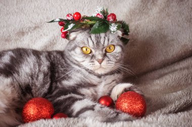 Kafasında Noel çelengi olan sarı gözlü komik bir İskoç kedisi battaniyenin üzerinde oturuyor. Yeni yıl ve Noel konsepti. Sevimli hayvan.