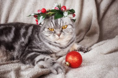 Kafasında Noel çelengi olan sarı gözlü komik bir İskoç kedisi battaniyenin üzerinde oturuyor. Yeni yıl ve Noel konsepti. Sevimli hayvan.