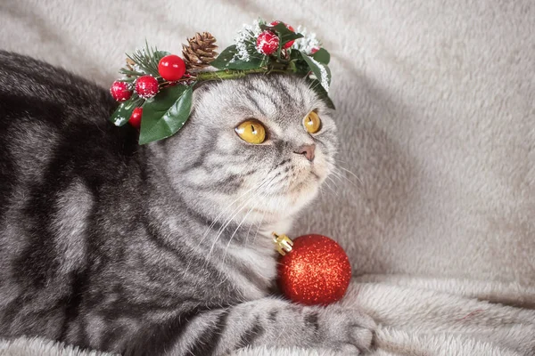 Eine Lustige Graue Schottische Faltkatze Mit Gelben Augen Weihnachtskranz Auf — Stockfoto