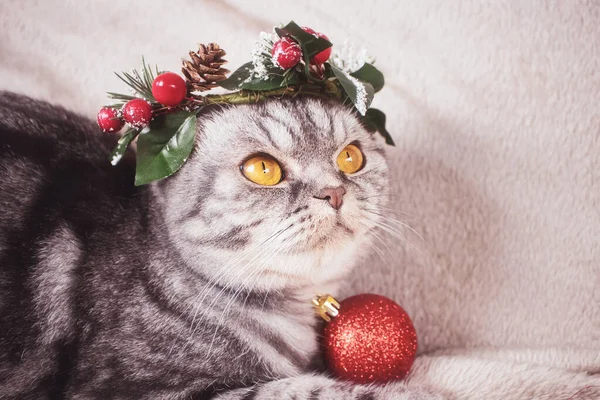 Eine Lustige Graue Schottische Faltkatze Mit Gelben Augen Weihnachtskranz Auf — Stockfoto