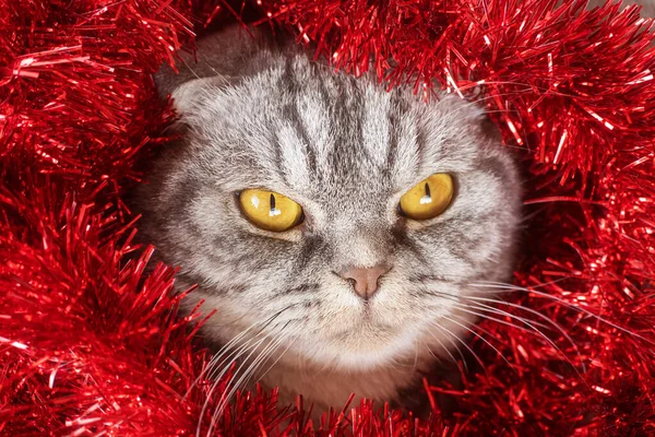 Lustige Graue Scottish Fold Katze Mit Gelben Augen Festlichem Rotem — Stockfoto