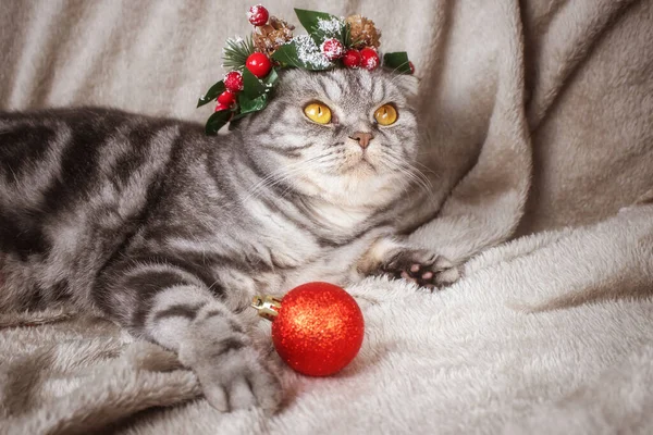Eine Lustige Graue Schottische Faltkatze Mit Gelben Augen Weihnachtskranz Auf — Stockfoto