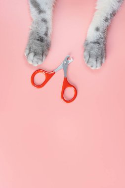 Kedi tırnak makası, pençe makası ve pembe arka planda kedi pençesi. Hayvan hijyeni konsepti. Üst görünüm, minimalizm, kopyalama alanı.