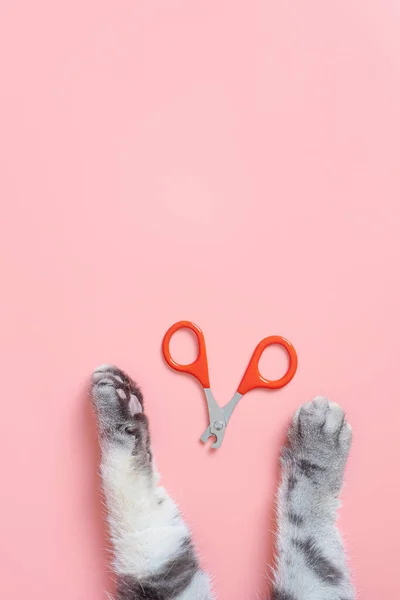 Cat nail clippers, claw scissors, and cat paws on a pink background. Pet hygiene care concept. Top view, minimalism, copy space.