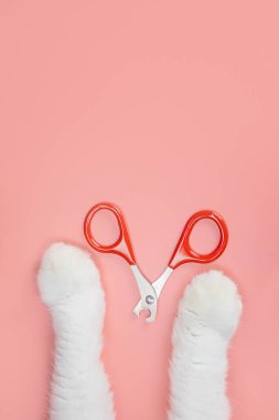 Kedi tırnak makası, pençe makası ve pembe arka planda kedi pençesi. Hayvan hijyeni konsepti. Üst görünüm, minimalizm, kopyalama alanı.