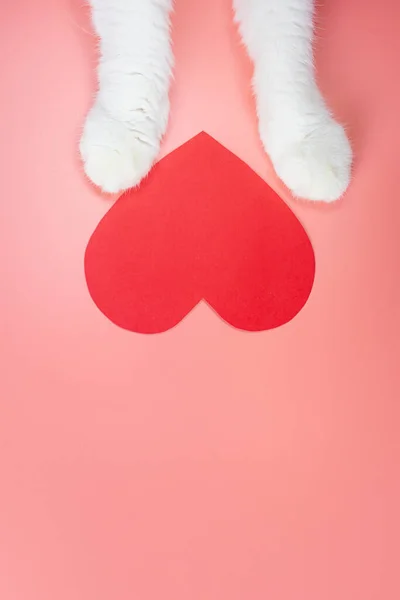 Gato Patas Papel Corazón Rojo Sobre Fondo Rosa Lindo Concepto — Foto de Stock