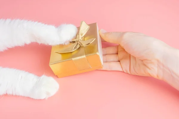 White Cat Paw Female Hand Golden Gift Box Pink Background — Zdjęcie stockowe